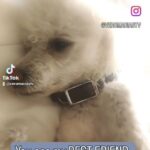 Verónica Macías Instagram – #perrito #perro #dog #petlovers #pets #pet #puppy