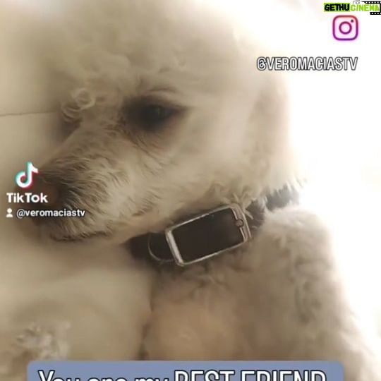 Verónica Macías Instagram - #perrito #perro #dog #petlovers #pets #pet #puppy