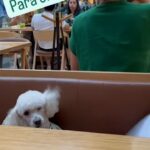 Verónica Macías Instagram – #perrito #perro #amorperruno