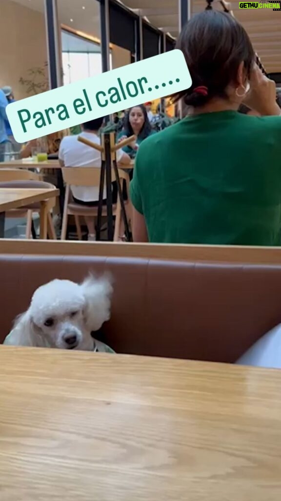 Verónica Macías Instagram - #perrito #perro #amorperruno