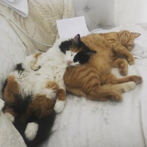 Vera Sotnikova Instagram - Сижу, работаю и вдруг, вижу такую картину...Мои красавчики!#кошки#sweetcatclub#sweet#питомцы#