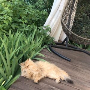 Vera Sotnikova Instagram - Мой котик Марс! Обожаю!#котики#кот#sweetcat#sweetcatclub#марс#