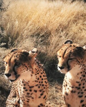Veronika Macková Instagram - Dnes je Den ohrožených druhů (Endangered species day), který nám připomíná důležitost ochrany zvířat a jejich přirozeného prostředí. 🙏
💕A tak bych všem (ohroženým) nevinným dušičkám v jejich domovech chtěla popřát, aby se stále našlo víc a víc lidí, kteří za ně budou bojovat, aby nám nezmizeli navždy. 🍀 Bez nich by to nešlo! 
A jsem vděčná všem druhům za setkání, snad ne naposled. Jsou moje energie 💕🙏