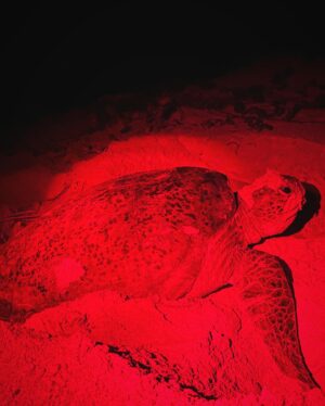 Veronika Macková Instagram - Dnes je Den ohrožených druhů (Endangered species day), který nám připomíná důležitost ochrany zvířat a jejich přirozeného prostředí. 🙏
💕A tak bych všem (ohroženým) nevinným dušičkám v jejich domovech chtěla popřát, aby se stále našlo víc a víc lidí, kteří za ně budou bojovat, aby nám nezmizeli navždy. 🍀 Bez nich by to nešlo! 
A jsem vděčná všem druhům za setkání, snad ne naposled. Jsou moje energie 💕🙏