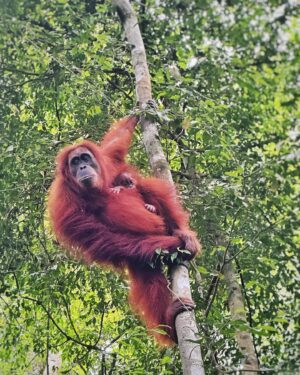 Veronika Macková Instagram - Dnes je Den ohrožených druhů (Endangered species day), který nám připomíná důležitost ochrany zvířat a jejich přirozeného prostředí. 🙏
💕A tak bych všem (ohroženým) nevinným dušičkám v jejich domovech chtěla popřát, aby se stále našlo víc a víc lidí, kteří za ně budou bojovat, aby nám nezmizeli navždy. 🍀 Bez nich by to nešlo! 
A jsem vděčná všem druhům za setkání, snad ne naposled. Jsou moje energie 💕🙏