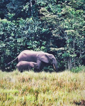 Veronika Macková Instagram - Dnes je Den ohrožených druhů (Endangered species day), který nám připomíná důležitost ochrany zvířat a jejich přirozeného prostředí. 🙏
💕A tak bych všem (ohroženým) nevinným dušičkám v jejich domovech chtěla popřát, aby se stále našlo víc a víc lidí, kteří za ně budou bojovat, aby nám nezmizeli navždy. 🍀 Bez nich by to nešlo! 
A jsem vděčná všem druhům za setkání, snad ne naposled. Jsou moje energie 💕🙏