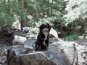 Victoria Park Instagram - three days of unplugging, recharging, and trying to get our dogs to become friends.
