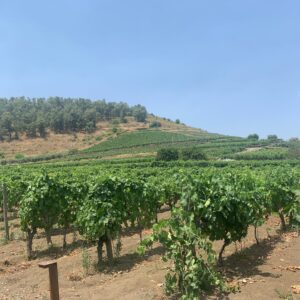 Victoria Martín Instagram - Nos hemos venido a Sicilia, una isla preciosa con mil cosas que ver, a realizar lo que podría hacer en cualquier otro sitio: CHUZARME. En la primera foto estoy en una especie de cata, porque hacemos planes de ancianos (los mejores), se supone que había únicamente que probar las 180 copas que te ponían, yo me las bebí porque el señor no lo explicó bien. En la segunda somos nosotros en una foto de amor verdadero: Babi y Hache en viejos. Las demás ya no me acuerdo. Por cierto, los pantalones esos se los copié a @lara_rlz porque no tengo personalidad en la moda y ella sí. PD: Sicilia es de las cosas más bonitas que he visto y, si investigas bien, cero cara. Eso sí, tienes que investigar porque si vas al turisteo te pegan unos palos que te dejan fina por pardilla. Besos y abrazos.