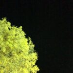 Victoria Moroles Instagram - things to consider for earth day supporting a local chapter of @sunrisemvmt (mine @sunrisemvmtla ) this young folks are doing great things to move forward, listen to them. &/or consider supporting @mvmnt4blklives Red, Black & Green New Deal Campaign #RBGND .. they are committed to giving a voice to Black communities impacted by environmental racism the effects of our climate crisis are hitting Black & Indigenous people at the forefront these past few summers with hurricanes & this past winter with the freeze hitting the South shows us just a slice of how the climate changes are effecting low income & poverty stricken areas the most not to mention that BIPOC have always been leaders of climate justice look up a daily task you can implement to help Mother Earth -I started composting last year in my backyard in the city and yes, sometimes I feel like I don’t know what I’m doing, honestly I go off & on if I’m traveling/working etc. but I have a bin in the backyard. I know it’s there & it truly only takes a few extra minutes for me to go back and dump scraps. Booyah. celebrate this soil everyday we’d have no where to be without it