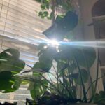Victoria Moroles Instagram - “Okay kids! This is it!! It’s your moment to shine! Make me proud, stretch those leaves and show everyone what a little forest you’ve become!! You even created a rainbow! Or wait, that was the sun ... but you ARE magic! Don’t let anyone tell you otherwise.”