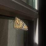 Victoria Moroles Instagram - it’s not a butterfly filter I swear