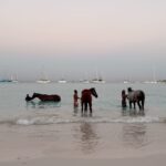 Victoria Spence Instagram - The most special morning 🥹🫶🏻 Every morning the race horses are taken to the beach at sunrise to roll in the sand, have a swim and get bathed. 🌅 We got talking to one of the guys and he asked if I wanted to get in, and next minute his hands were out ready to push me onto the horse😅 my heart was in my mouth at first, but it was the most precious experience! I’ll literally never forget it🥹 To top it off, he told me the horse was called Jerusalema after the song, which if you’ve been here a while, you’ll know my obsession with that song- one of my faves ever!🥲 I’ll remember this morning forever ❤️ @mikesingym can we get a horse?! #barbados#corememory