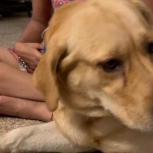 Vinsu Rachel Sam Instagram - Doggo-stealer 🐶
.
. 
#dogstagram #unconditional #iwillstealyourdog