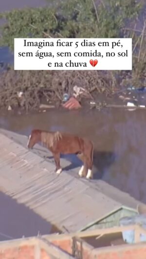 Virginia Cavendish Instagram - Como não chorar de tristeza e de esperança?

#resiliência 
#natureza
#amor 
#resgate