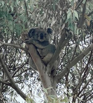 Viva Bianca Instagram - Since wrapping on latest TV gig and getting my life back... 

Slide 1. Made it to the beach on an actual beach day! 🏖️
Slide 2. Meet kevin, he lives in the tree beside our beach house and is looking for leeerve 🐨❤️
Slide 3. Sun baking for dayzzz.
Slide 4. Kids at the Magic Beach 🪄
Slide 5. Honoring the dead. ☠️ 
Slide 6. Sometimes my kids steal my phone and take unflattering shots of me. 
Side 7. Coco by the sea. 
Slide 8. Jacaranda leaves meet moments from set. End of Spring; beginning of Summer 🌸 
Slide 9. Felt like this vid was grid worthy. More death talk…
Slide 10. Heaven.
