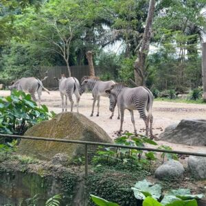 Vivien Yeo Instagram - 結束了新年旅行回到香港了
回來之前去了Singapore住了幾天
在元宵節那天去探望外公外婆
和外婆去巴剎吃她喜歡吃的雞飯
再陪她到大伯公廟拜神

在Singapore 住了幾天
特地帶小孩去Singapore Zoo @mandaiwildlifereserve 
原來帶著兩個2-4歲的小孩去動物園（真正的大動物園） 是那麼具挑戰性的，因為天氣熱加上需要走很多路。

圖1 ：這次特地預訂了 Breakfast in the wild 和動物們一起吃早餐，非常特別的體驗。 一開始女兒見到orang utan 還嚇得尖叫😅😅幸好之後還是肯和動物拍照還大膽的摸蟒蛇😆

圖8 ： Boon Lay 大伯公廟

圖9&10 ： 和小孩一起搭飛機，我唯一看的節目就是Peppa Pig ，9mins 的Peppa Pig，不斷重複，我看了接近4小時😵‍💫😵‍💫。吃雪糕是我最開心的時候😵‍💫😵‍💫

總的來說，旅程雖然很忙碌有點小累，不斷忙著顧小孩。但是能帶他們回去過年，和他們一起體驗很多新事物，一切都是值得的❤️❤️