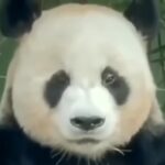 Waa Wei Instagram - 今天fitting，明天要去上海，有點緊張。 今天開會，「一起聽團吧！」下下週就要錄影了，聽節目組說有很多厲害的團，好期待！ 最近每天都要看貓熊影片，朋友也是，還看到哭，他丟連結給我之後換我看到哭。（about 樂寶和奶媽之間的情誼。） 如果有大人芭蕾課我願意嘗試。 番茄和起司太配了，但這個沒有羅勒葉稍微扣了點分。 這不是蝴蝶，這是蛾，也好漂亮。 - 最近每天都在地震，希望所有的恐懼都能變成祝福，祝福台灣這塊美麗的寶島，祝福我的家鄉花蓮。