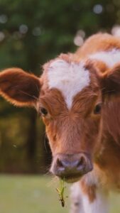Wallis Day Instagram - Every animal is someone. 🐮 Think of Jamie from @wallisday’s powerful new video next time you sit down to have a meal. See the individual. Leave animals off your plate. It’s never been easier to go vegan, so why not start today? 🌱💚