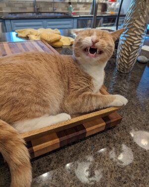 Wendi McLendon-Covey Instagram - Butters loves Barbra Streisand'new audio book. ❤️