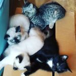 Wendi McLendon-Covey Instagram – Memories! Four years ago, when the Mocha Chronicles started and the house was full of kittens!