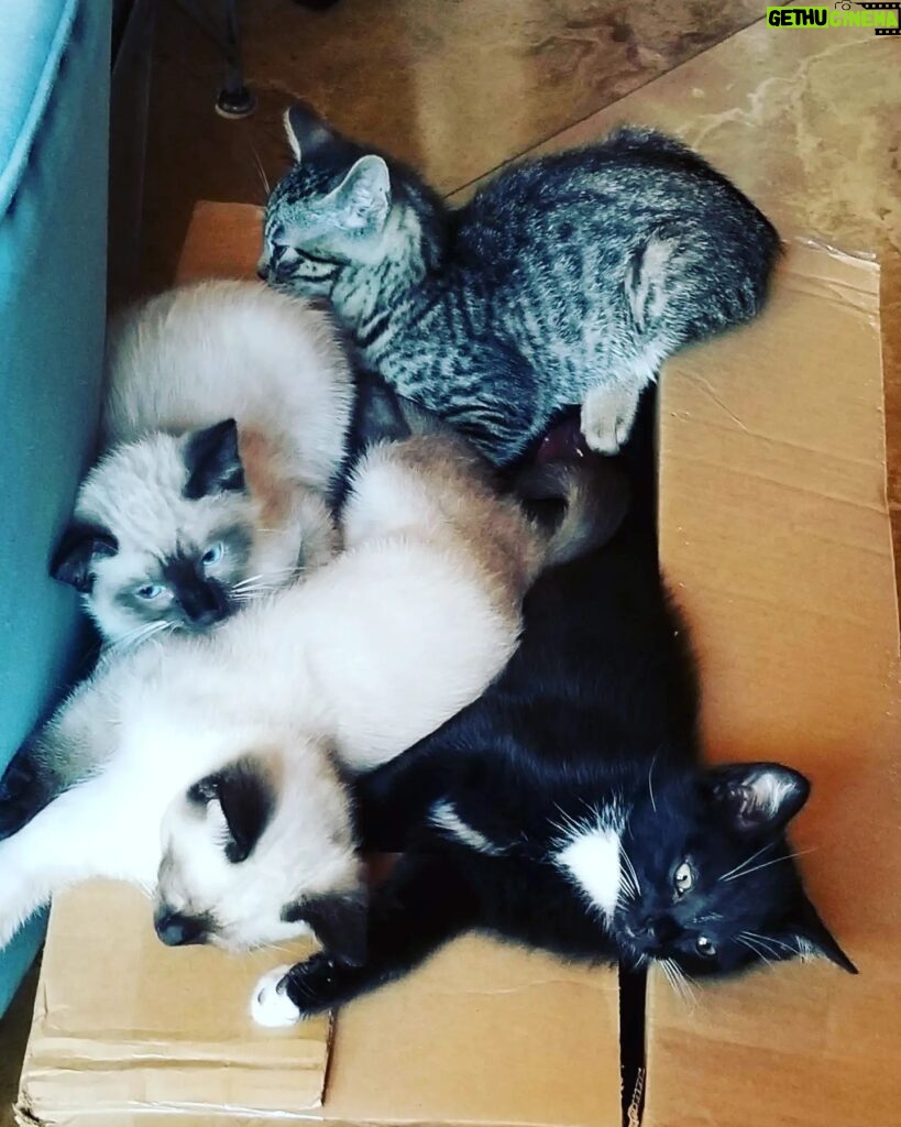 Wendi McLendon-Covey Instagram - Memories! Four years ago, when the Mocha Chronicles started and the house was full of kittens!