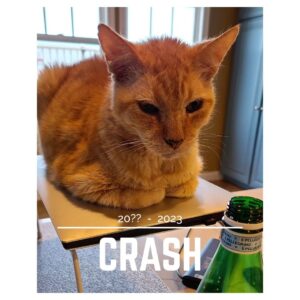 Wendi McLendon-Covey Instagram - We think he was about 3 years old when he came into our lives. He was with us for the intense highs and lows for the past nine years (if you know, you know). He crossed the rainbow bridge on November 3, surrounded by birds and butterflies in our backyard. We love you, sweet Crash. Thank you for taking such good care of us! And thank you to @dferzaremba for this beautiful tribute.