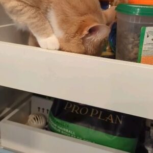 Wendi McLendon-Covey Instagram - Butters the Snack Bandit!