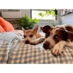 Willa Fitzgerald Instagram - Summer piglets love linen 💗