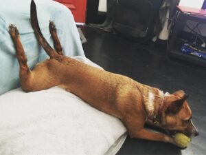Xenia Goodwin Instagram - Anybody else’s dogs relax like this or am I right and mine is just very very strange?