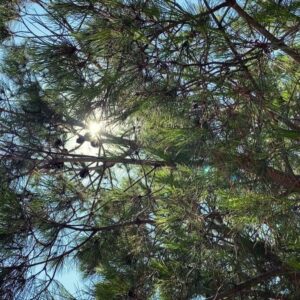 Yağmur Özbasmacı Mermer Instagram - 🌿
