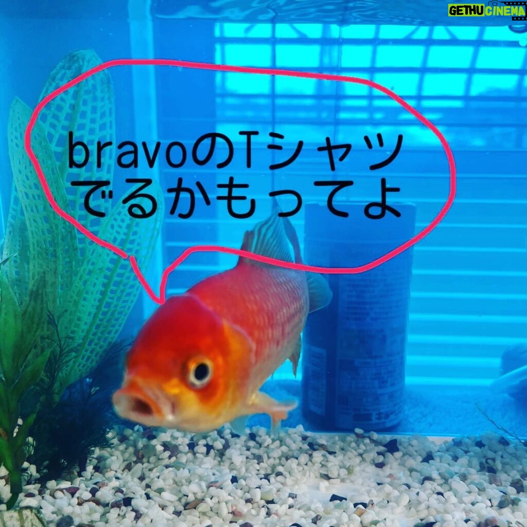 Yoko Maki Instagram - 皆さん待望のbravoTシャツ‼️ これで貴方の元にもbravoが‼️ 期待される効能　 厄除け　家内安全　魔除 詳細は後日正式発表になります。 #割とちゃんとしようと思うから安心して下さい #bravoT