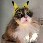 Yoko Maki Instagram - ♪本当は猫が飼いたかったなんて言わないよ絶対ー