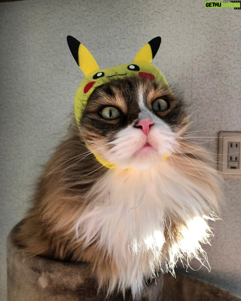 Yoko Maki Instagram - ♪本当は猫が飼いたかったなんて言わないよ絶対ー