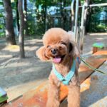 Yoon Se-a Instagram – #today #best #📸
뽀그리야야…!!! 좋으나아…!!!
뽀그리야 함박웃음에 온 세상이 눈이 부셔…😎
#뽀그리야🐶🐾의하루 
#도산공원
#내사랑
#♥️