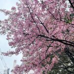 Yui Sakuma Instagram - さくらおおもり🍚