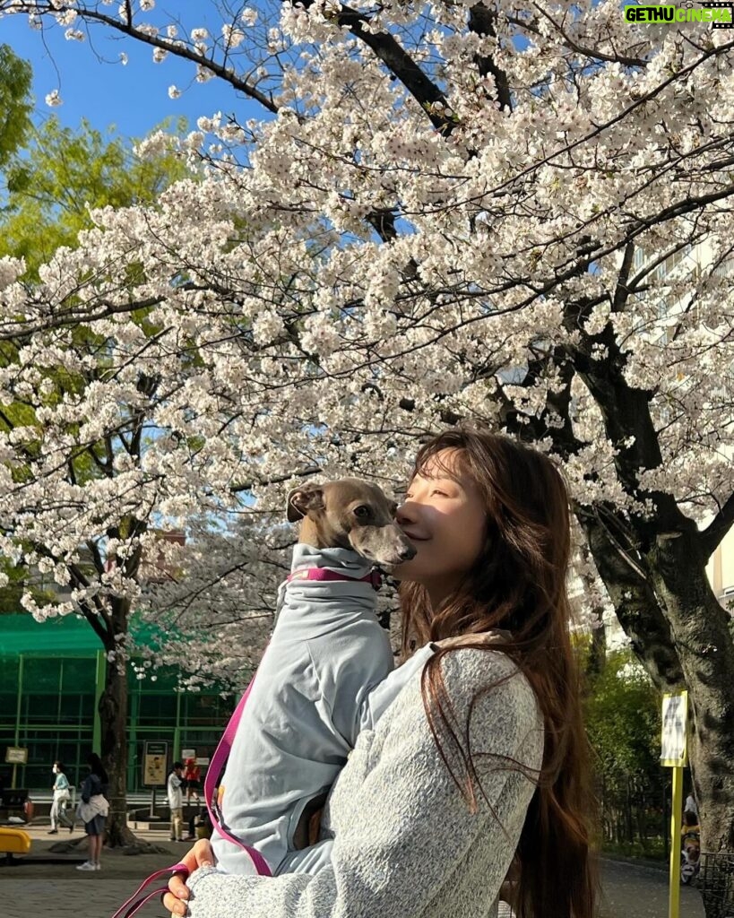 Yuka Ogura Instagram - 東京は桜が満開🌸 #東京桜 #櫻花 #イタグレ @iggy_lili