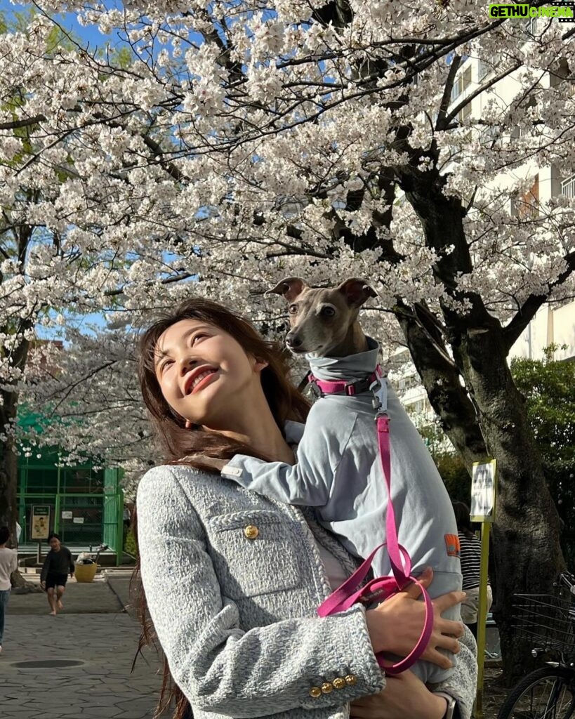 Yuka Ogura Instagram - 東京は桜が満開🌸 #東京桜 #櫻花 #イタグレ @iggy_lili