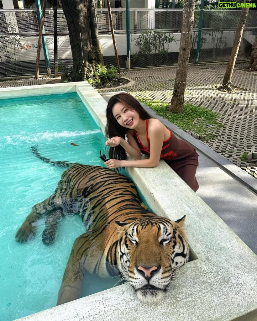 Yuka Ogura Instagram - 寅年なので虎と触れ合ってみた🐅 こういう、動物を使った商業施設って虐待まがいの調教をしてる所が多いイメージがあるからあまり行きたくなかったんだけど、この施設はそういうことはないというコーディネーターさんの話を信じて訪れてみたら、本当に職員の人が虎たちに愛があるのを感じで安心して楽しめたよ🤝 それ同時にうちのガルちゃんを思い出して会いたくなった🦁♡ #虎 #タイ #パタヤ #小倉ゆうか