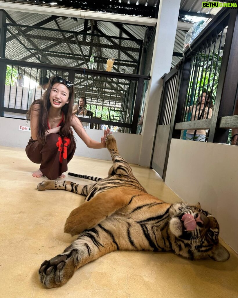 Yuka Ogura Instagram - 寅年なので虎と触れ合ってみた🐅 こういう、動物を使った商業施設って虐待まがいの調教をしてる所が多いイメージがあるからあまり行きたくなかったんだけど、この施設はそういうことはないというコーディネーターさんの話を信じて訪れてみたら、本当に職員の人が虎たちに愛があるのを感じで安心して楽しめたよ🤝 それ同時にうちのガルちゃんを思い出して会いたくなった🦁♡ #虎 #タイ #パタヤ #小倉ゆうか