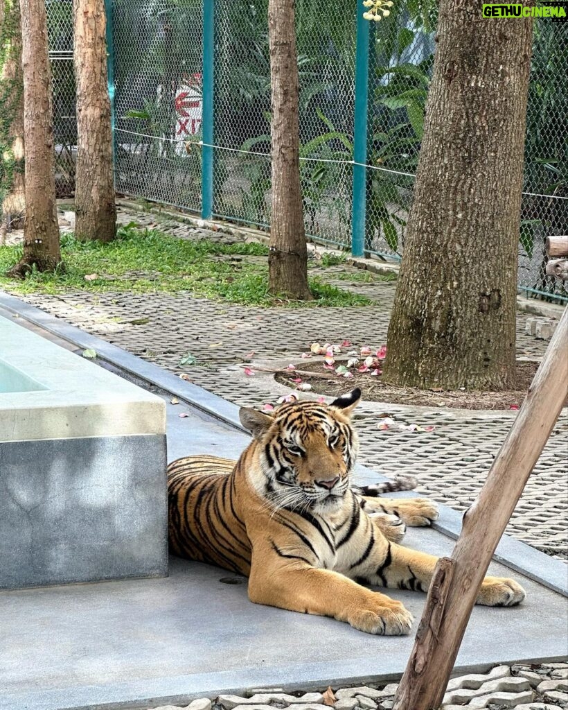 Yuka Ogura Instagram - 寅年なので虎と触れ合ってみた🐅 こういう、動物を使った商業施設って虐待まがいの調教をしてる所が多いイメージがあるからあまり行きたくなかったんだけど、この施設はそういうことはないというコーディネーターさんの話を信じて訪れてみたら、本当に職員の人が虎たちに愛があるのを感じで安心して楽しめたよ🤝 それ同時にうちのガルちゃんを思い出して会いたくなった🦁♡ #虎 #タイ #パタヤ #小倉ゆうか