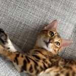 Yuka Ogura Instagram - 寅年なので虎と触れ合ってみた🐅 こういう、動物を使った商業施設って虐待まがいの調教をしてる所が多いイメージがあるからあまり行きたくなかったんだけど、この施設はそういうことはないというコーディネーターさんの話を信じて訪れてみたら、本当に職員の人が虎たちに愛があるのを感じで安心して楽しめたよ🤝 それ同時にうちのガルちゃんを思い出して会いたくなった🦁♡ #虎 #タイ #パタヤ #小倉ゆうか