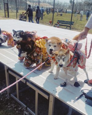 Yukari Taki Instagram - 🐕🇯🇵🐕🇯🇵🐕
#ZIPANG2024
@zipangdog 

#日本犬の祭典 #日本犬 #和犬