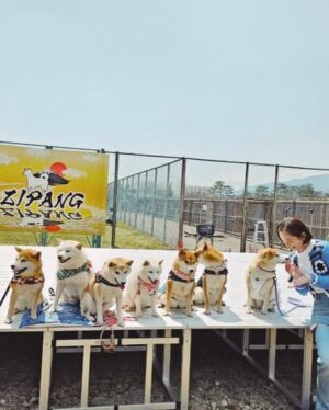 Yukari Taki Instagram - 🐕🇯🇵🐕🇯🇵🐕
#ZIPANG2024
@zipangdog 

#日本犬の祭典 #日本犬 #和犬