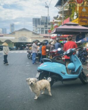 Yukari Taki Instagram - 初ベトナムの旅🇻🇳✈︎
道路を渡るのに一苦労な私
ワンコたちはなんのその
ギリギリを攻める
運転スキルに脱帽なホーチミンの街😳
思い出ちょこちょこ載せてこっ!!

#ベトナム #ホーチミン #旅行 #旅
#Vietnam #HoChiMinh #trip 
#食べ歩きの旅 #たまごっち