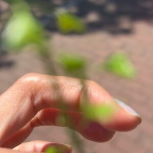Yuki Mihara Instagram - ランニング日和、撮影日和、お花見日和、ペンペン草日和🌱🌸
欲しかったG-SHOCKのランニングウォッチをゲットしてしまいました