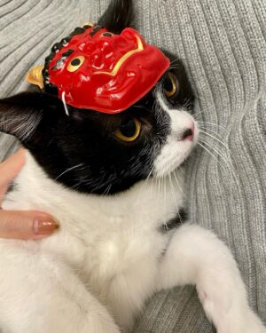 Yukiyo Fujii Instagram - 恒例のやつ

#節分
#鬼は外
#猫はうち
#くまおお面デビュー
#キャストオフはんや
#シャッターチャンスは3秒
#はっちゃんはかぶってもくれない