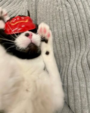 Yukiyo Fujii Instagram - 恒例のやつ

#節分
#鬼は外
#猫はうち
#くまおお面デビュー
#キャストオフはんや
#シャッターチャンスは3秒
#はっちゃんはかぶってもくれない