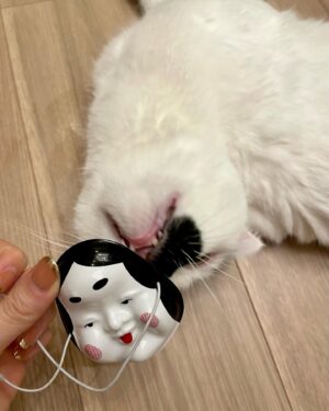 Yukiyo Fujii Instagram - 恒例のやつ

#節分
#鬼は外
#猫はうち
#くまおお面デビュー
#キャストオフはんや
#シャッターチャンスは3秒
#はっちゃんはかぶってもくれない