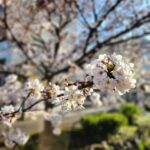 Yumi Matsutoya Instagram - ユーミンコード特別番組をお聞きいただき、ありがとうございました。番組の最後でお知らせした通り、 2024.5.29、チャリティシングル「acacia[アカシア] / 春よ、来い （Nina Kraviz Remix）」を5月29日に発売することが決定しました。 今作の収益は、石川県令和6年能登半島地震災害義援金として石川県に寄付致します。 ユーミンからのコメントをお伝えさせてください。 マネージャーK子 ‐---------------‐‐‐‐‐‐‐‐‐‐‐‐‐ 何十年も前のこと。初めて訪れた能登の海岸で、銀色にかがやく群生のアカシアに心を奪われて、acacia[アカシア]という歌を書いた。芳しい雨が降るようだった。 この地方との不思議な関係が始まった。 わずかな時間を見つけては何度も通い、人に逢った、風景に逢った、文化に逢った。私の大切な部分をかたちづくった。 自分にとってこんな場所は、世界中探してもどこにもない。 チャリティはどこか腑に落ちないところがあって、いままで積極的にはやってこなかった。でも、世の中に受け入れられ、ここまでやって来られたからには、もっと世の中に恩返しすべきと、最近思うようになった。そんな時にこの能登のこと。運命を感じた。 歌とともにこころを寄せる。それは想いを運び、人を癒すと信じる。歌をつくり、届ける人間としての信念でもある。 もしかしたら自分だったかもしれない。その想像力が、人を人にする。この国に生まれたのならなおのこと。 日本のあちこちで、世界の至る所で、ふるさとを無くし悲しみと途方にくれている人々が増え続けている。これからも増えることだろう。 「たとえ世の中がどうなろうとも、他者を思いやる気持ちだけは忘れないように」 もう亡くなってしまった、金沢の恩人の言葉。いまの私のために言ってくれた贈り物のように感じる。 みんな、繋がっている。 令和6年3月31日 松任谷由実 acacia[アカシア] 石川県・内灘町に群生していた、アカシアの花々が書かせてくれた歌。 目に見える姿形はたとえ失われたとしても、心に刻まれたふるさとや大切なひとを、何ものも奪うことは出来ない。 あらためて、被災された方々へ、祈りをこめて。 春よ、来い（Nina Kraviz Remix) ロシア出身のDJ、ニーナ・クラヴィッツが、この歌に新しい命を吹き込んでくれた。 テクノとはユニティ。ニーナとは、初めて会ったときから、お互い何かが繋がっていた。 それは それは 空を越えて やがて やがて 迎えに来る 石川で、日本で、世界で「春」を待つ人々へ。