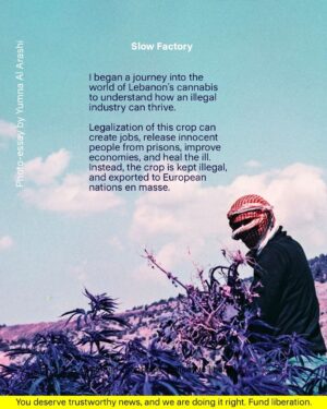 Yumna Al-Arashi Instagram - Photographer, Yumna Al-Arashi | @Yumnaaa shares with us a very personal and powerful story of her experience with cannabis farmers in Lebanon and how an industry that’s illegal in the region, uses corruption to thrive on these sacred Lands. To access the full piece on Slow Journal, please visit https://slowfactory.earth/readings/cannabis-farming-in-lebanon/ or head to our Link in Bio 📌